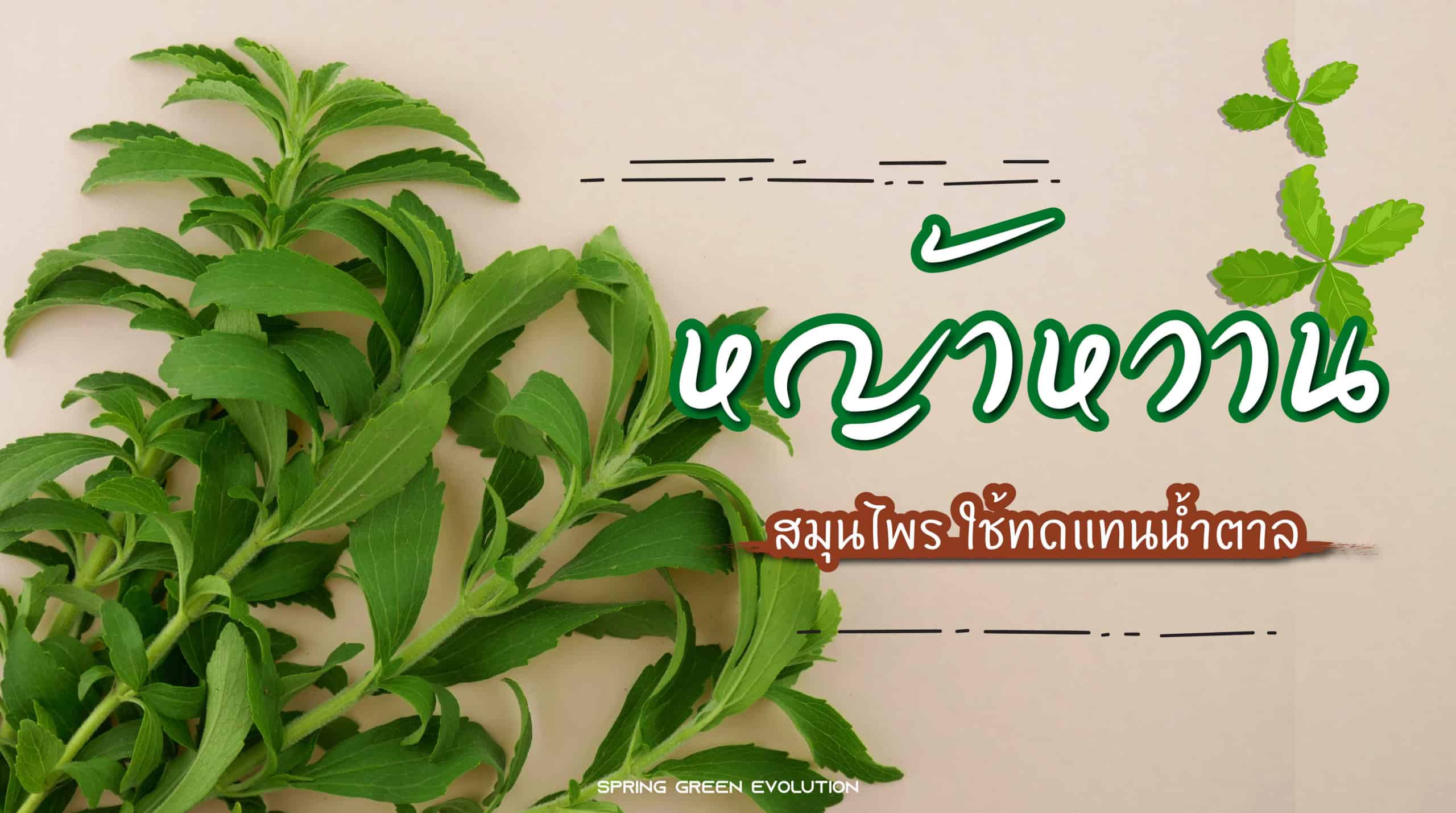 201126-Content-หญ้าหวาน-ต้านโรค-ทดแทนน้ำตาลได้จริงหรือ-01