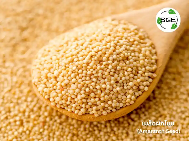 Amaranth seed ขยายพันธุ์ ผักโขม 