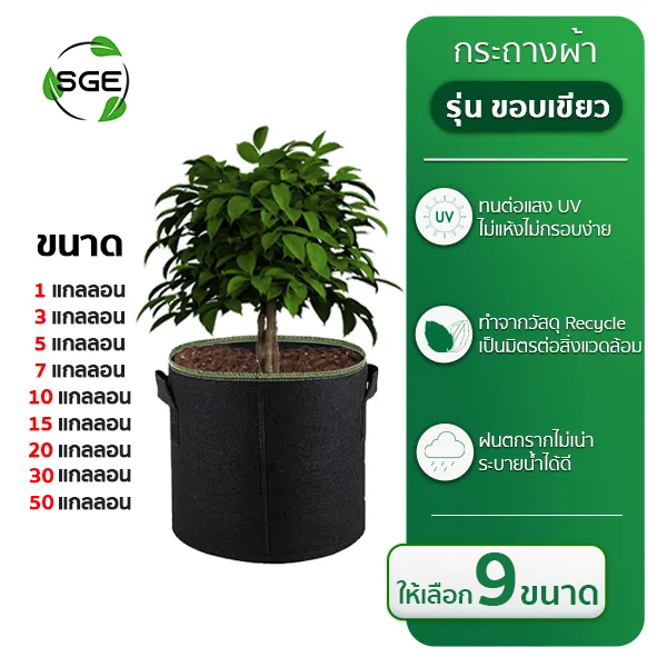 กรถางผ้าขอบเขียว-Thumnail3-1