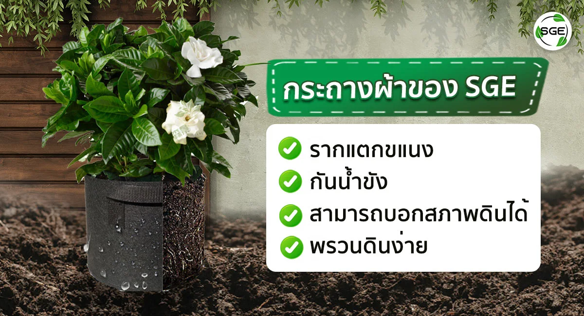 กระถางผ้าขอบเขียว-คุณสมบัติ