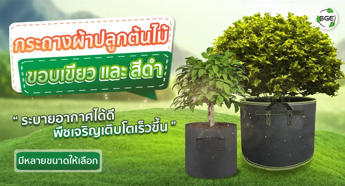 กระถางผ้าขอบเขียว-หน้าปก
