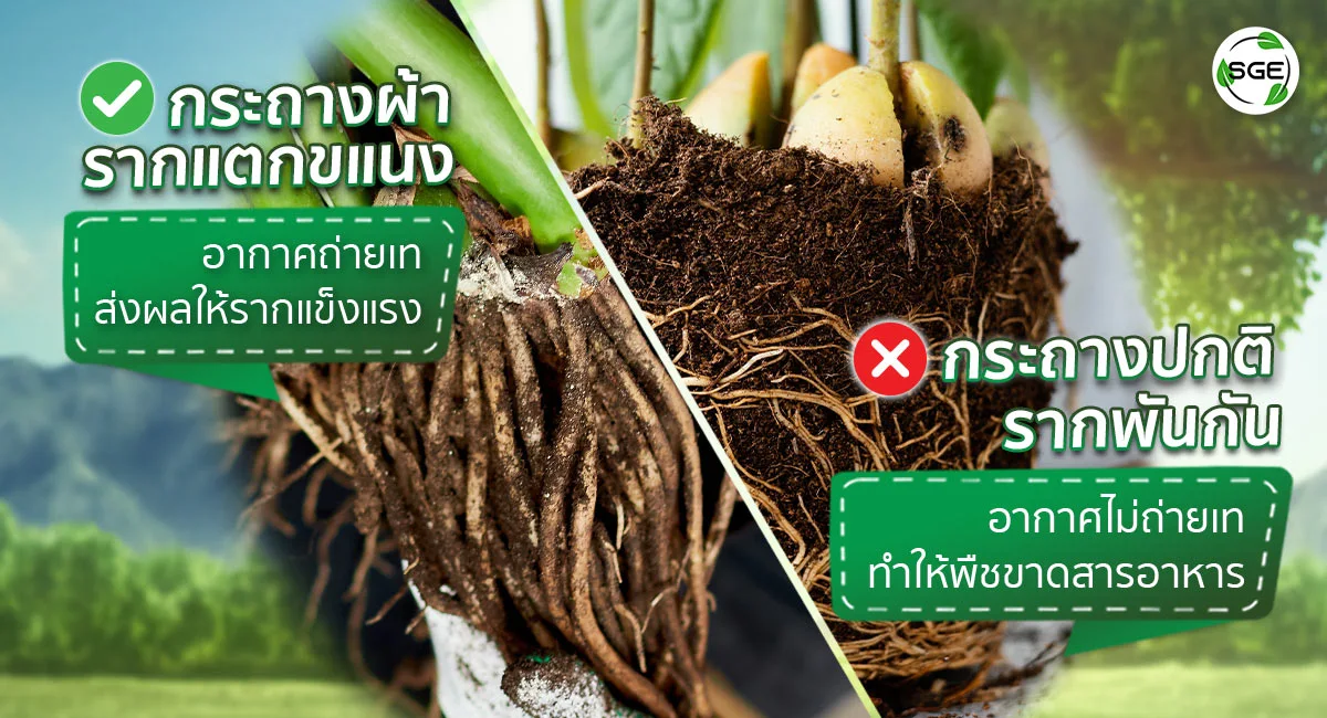 กระถางผ้าขอบเขียว-เปรียบเทียบ