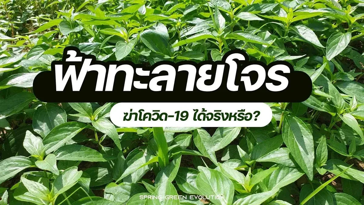 ฟ้าทะลายโจร 2021