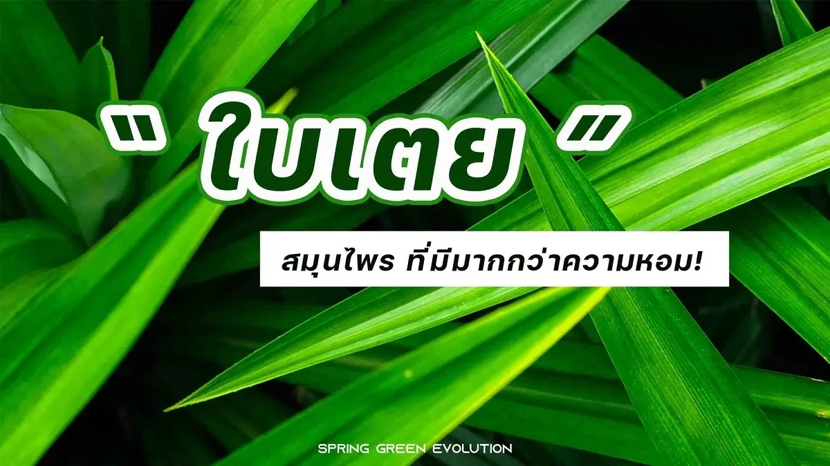 ใบเตย 2021