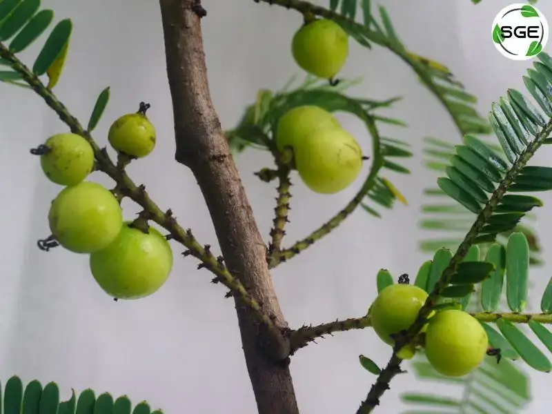 วิธีปลูก-มะขามป้อม-indian-gooseberry-09