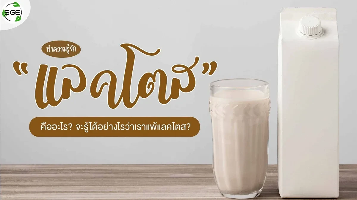 แลคโตส 2021