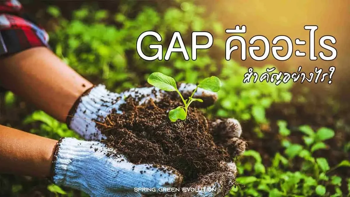 GAP 2021_11zon