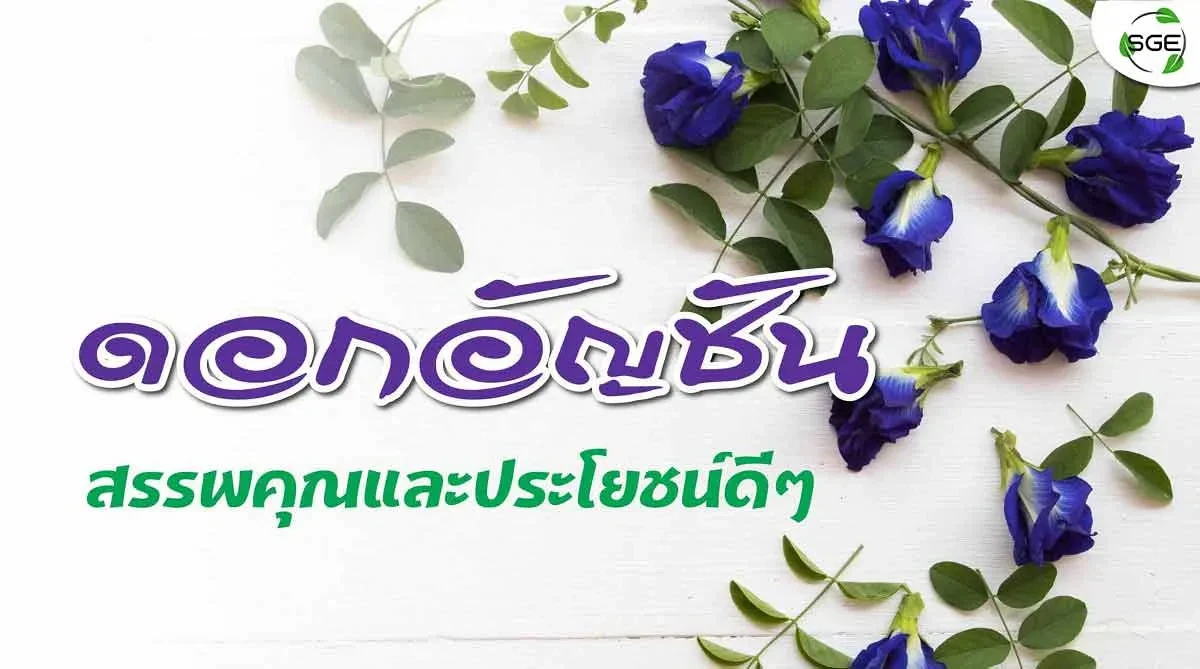 ดอกอัญชัน 2021