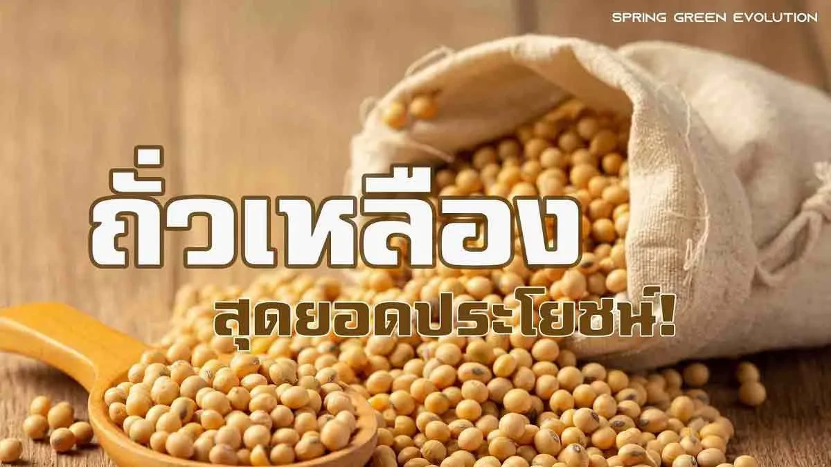 ถั่วเหลือง 2021