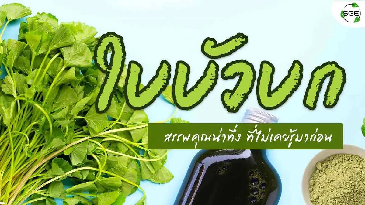 ใบบัวบก 2021