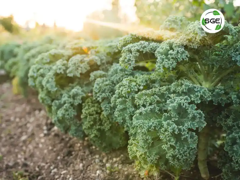 how to plant kale