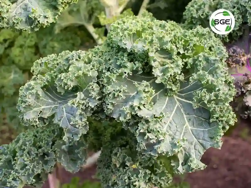วิธีปลูก ผักเคล how to plant kale