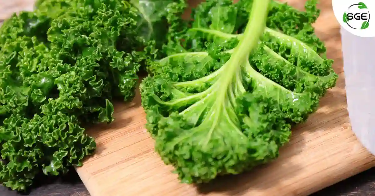 ผักเคล (Kale) ประโยชน์ โทษที่ต้องรู้ และวิธีกินให้ดีต่อสุขภาพ