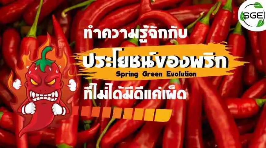 ทำความรู้จักกับ-ประโยชน์ของพริก-2021