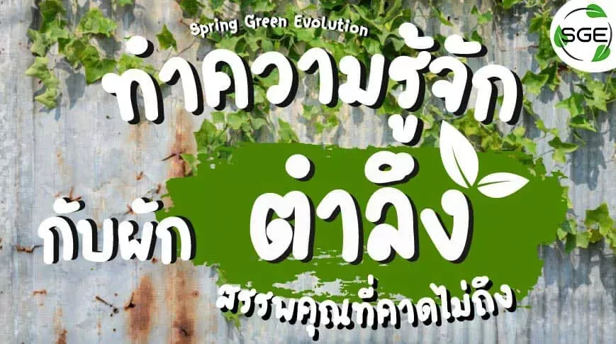 ทำความรู้จักกับผัก-ตำลึง-2021