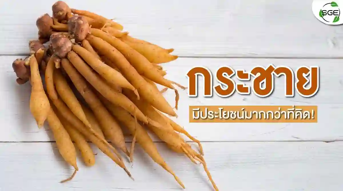 210802-Content-กระชาย-สรรพคุณ-มากมาย-ต้านโควิดได้หรือไม่01