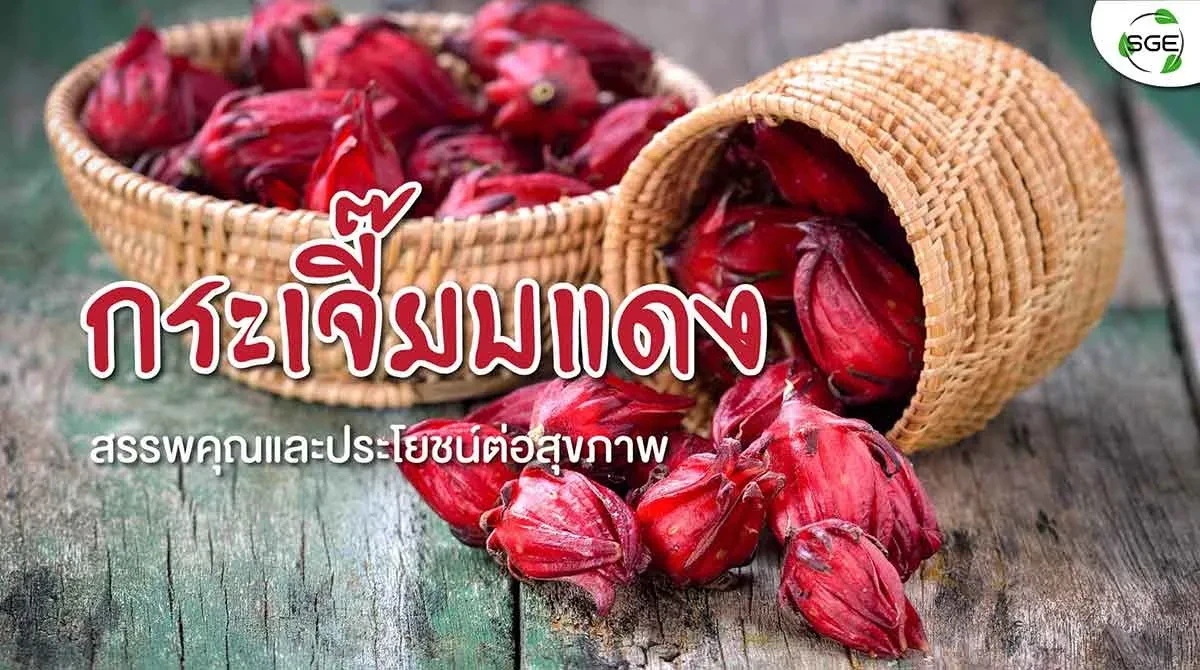 รู้จัก-กระเจี๊ยบแดง-2021