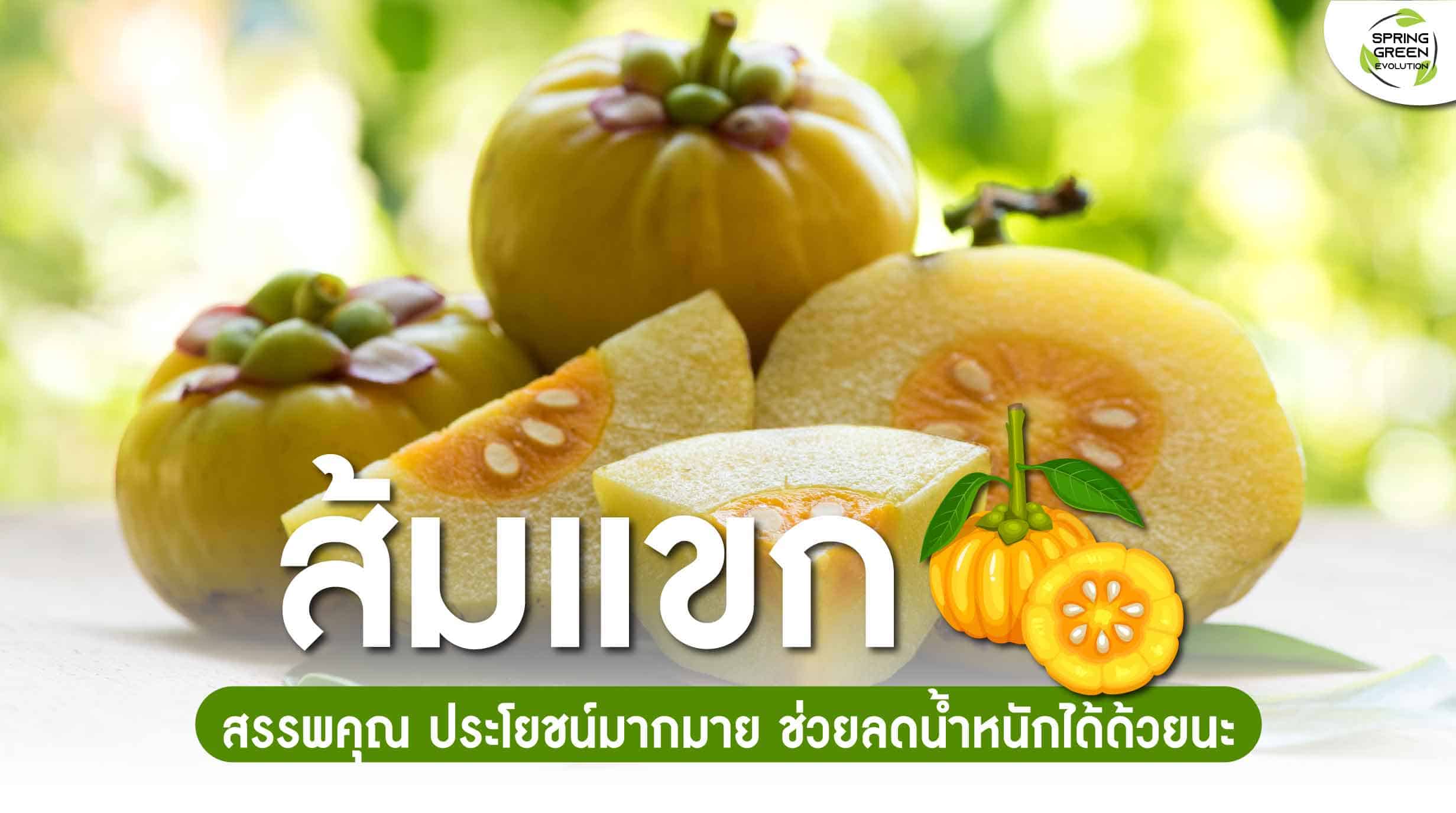 ส้มแขก สรรพคุณ และประโยชน์ดีๆ ที่ใครอาจยังไม่รู้! - SGETHAI ส้มแขก สรรพคุณ และประโยชน์ดีๆ ที่ใครอาจยังไม่รู้! - Sgethai