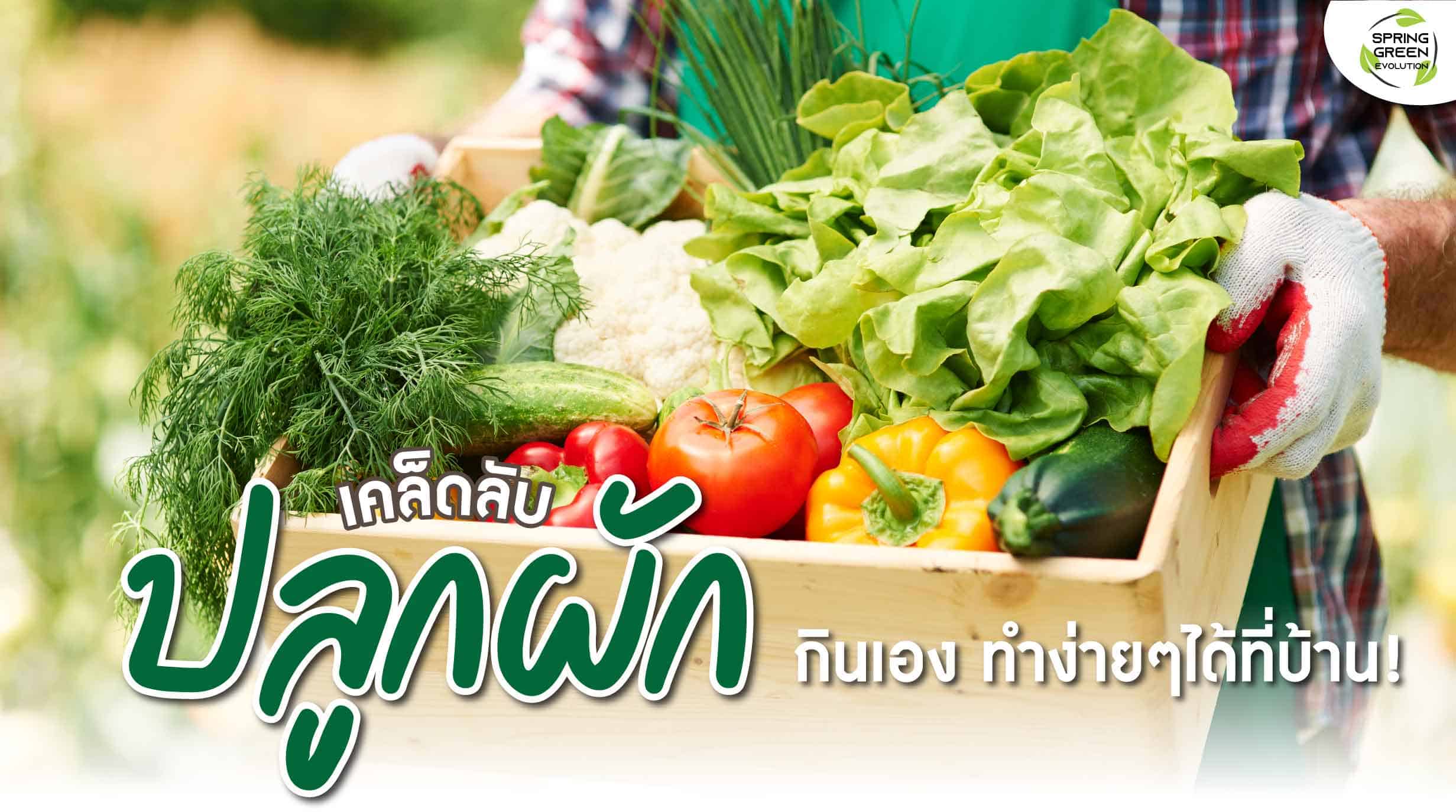 ปลูกผักกินเอง ปลูกง่าย โตไว ทำง่าย ๆ ได้ที่บ้าน - SGETHAI ปลูกผักกินเอง ปลูกง่าย โตไว ทำง่าย ๆ ได้ที่บ้าน - Sgethai