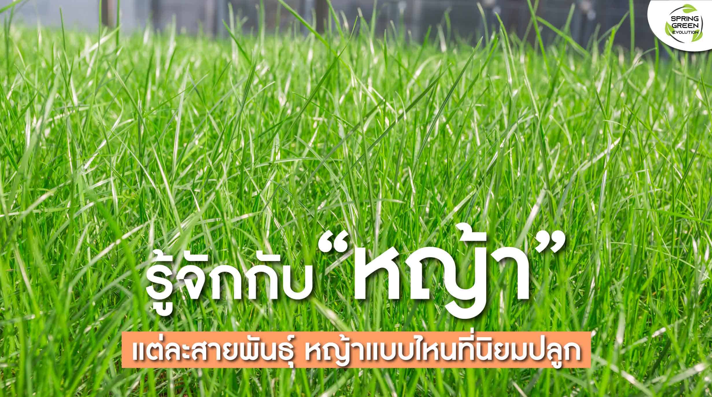 211101-Content-รู้จัก-หญ้า-แต่ละสายพันธุ์-แบบไหนที่นิยมปลูก01