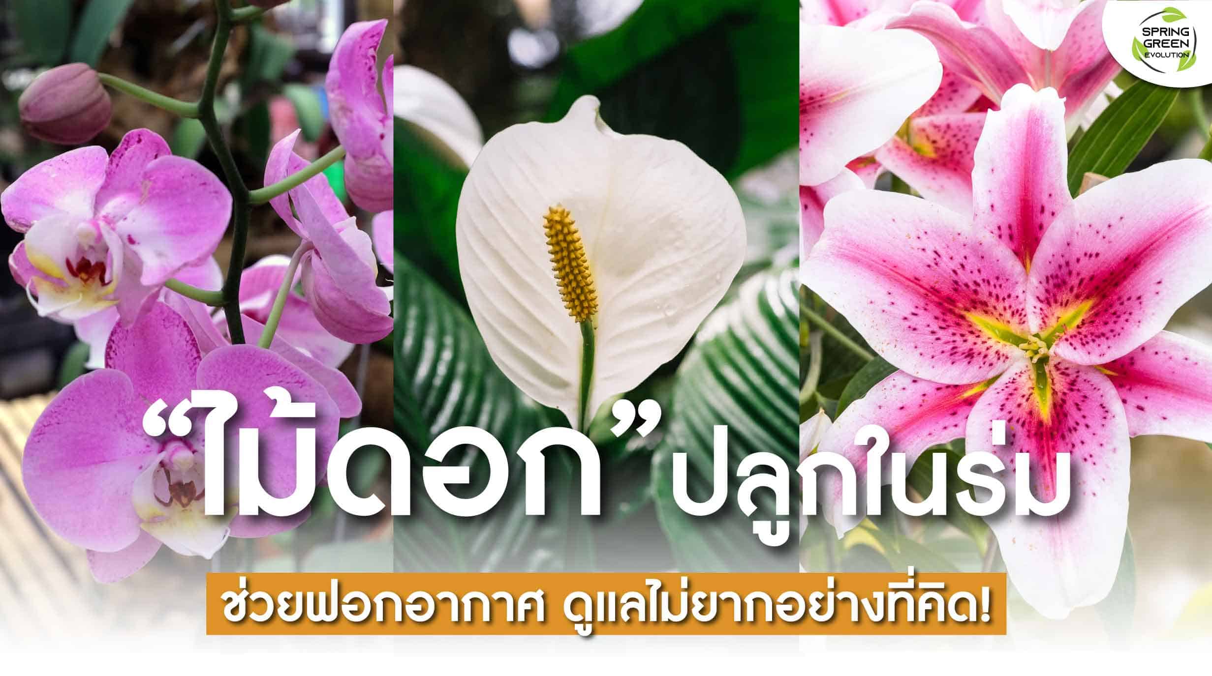 211103-Content-ไม้ดอก-หลากหลายพันธุ์-ปลูกในร่มได้-ดูแลไม่ยาก!01