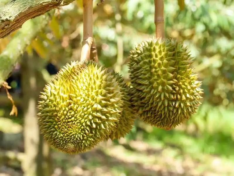 ทุเรียน