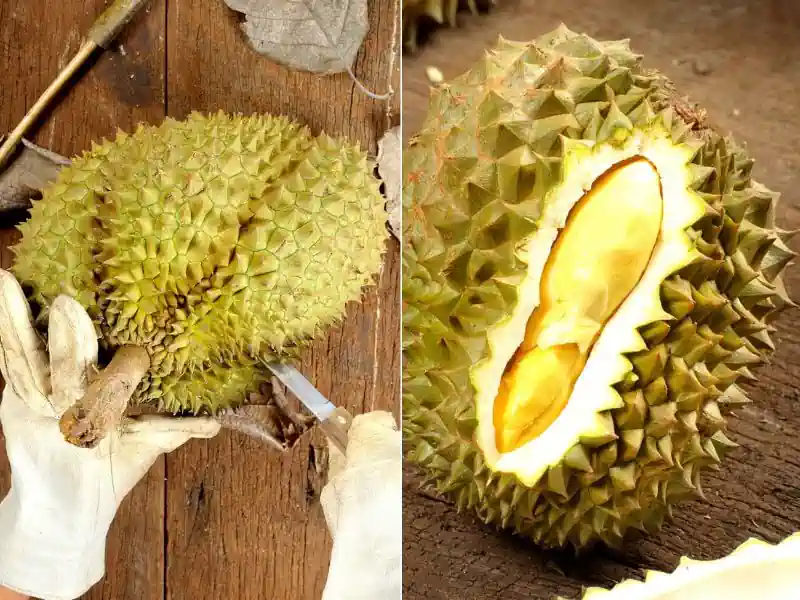 ทุเรียน