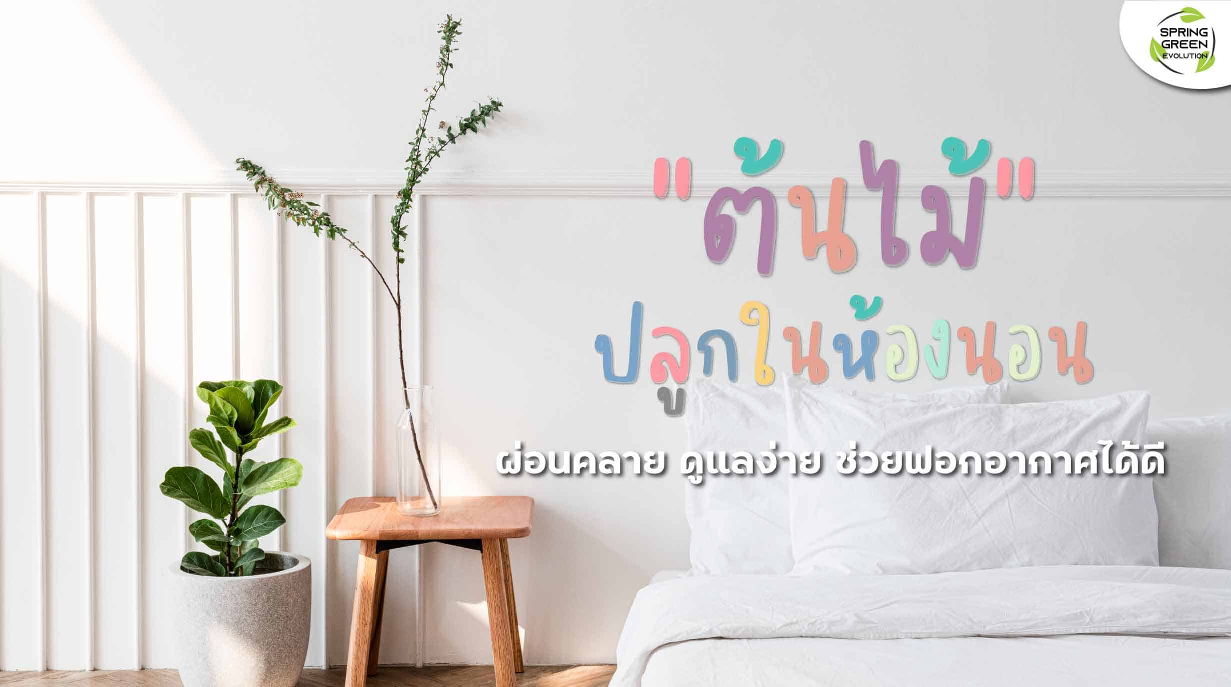 211201-Content-ต้นไม้ปลูกในห้องนอน-ช่วยผ่อนคลาย-ฟอกอากาศได้ดี01