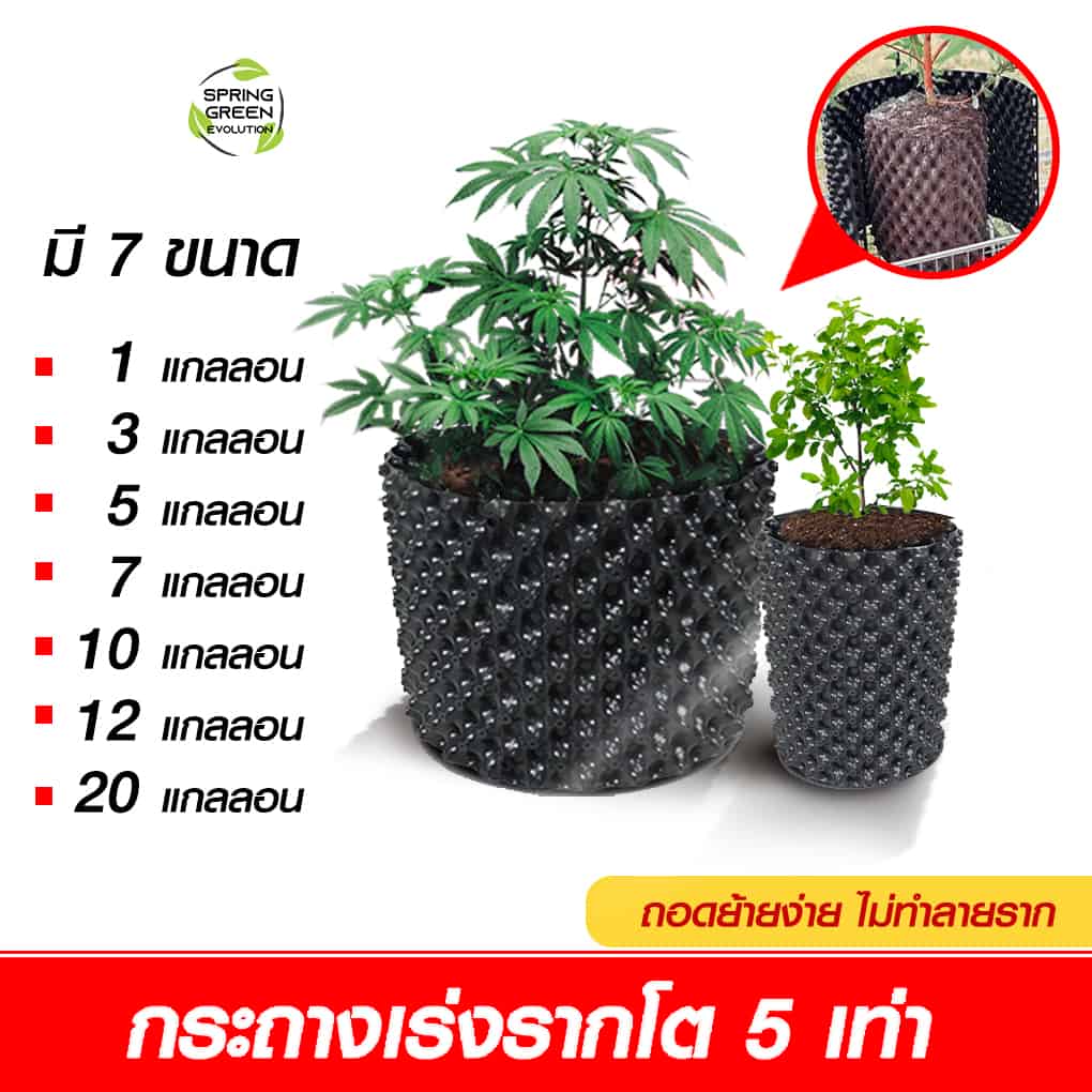 211201-Content-ต้นไม้ปลูกในห้องนอนช่วยผ่อนคลาย-ฟอกอากาศได้ดี06