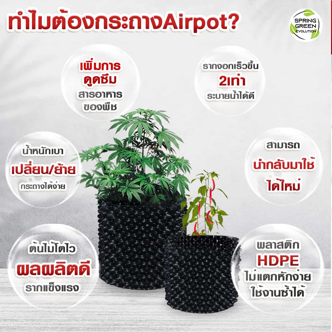 211201-Content-ต้นไม้ปลูกในห้องนอนช่วยผ่อนคลาย-ฟอกอากาศได้ดี07