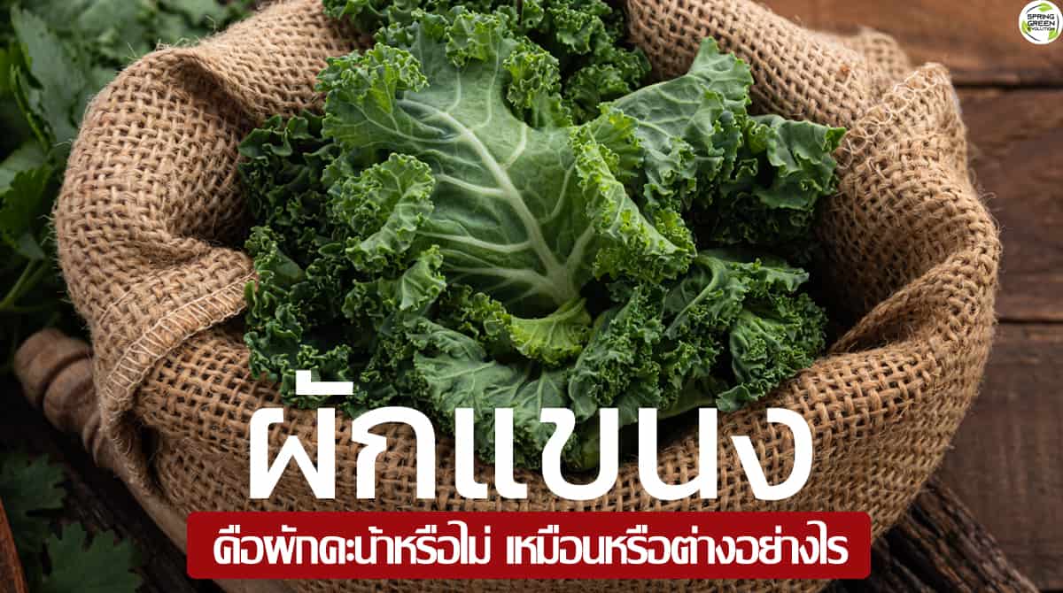 ผักแขนง