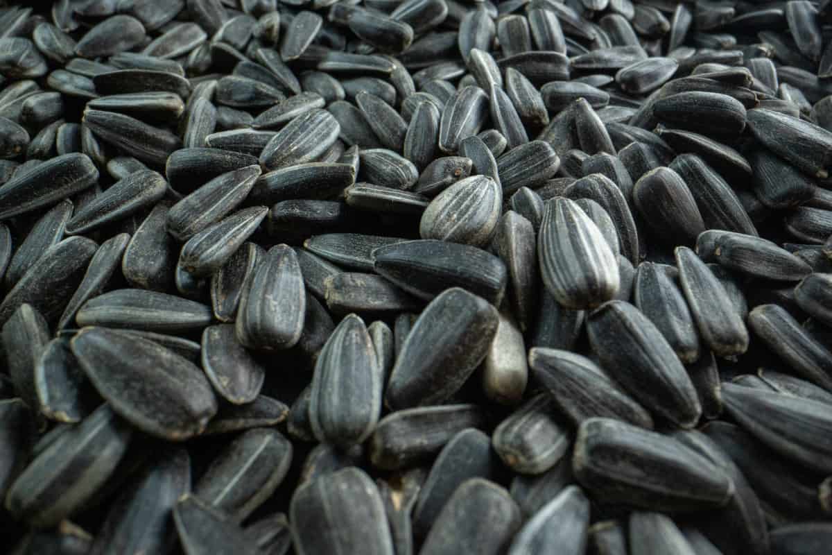 เมล็ดทานตะวันอบ