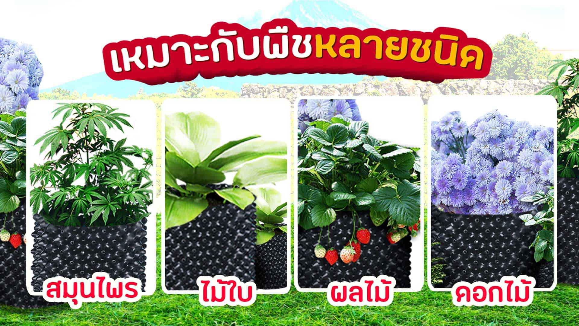 กระถางต้นไม้ Airpot-หลากหลายขนิด