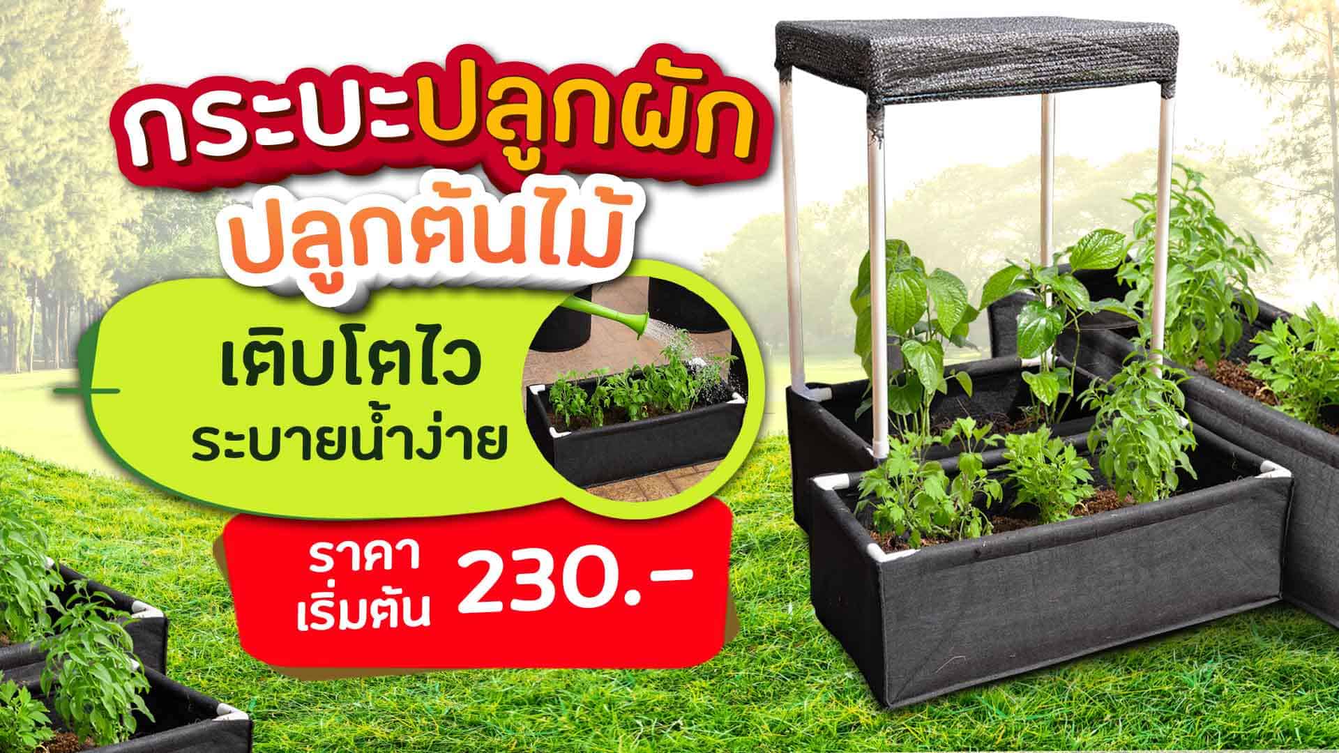 กระบะปลูกผัก กระบะปลูกต้นไม้
