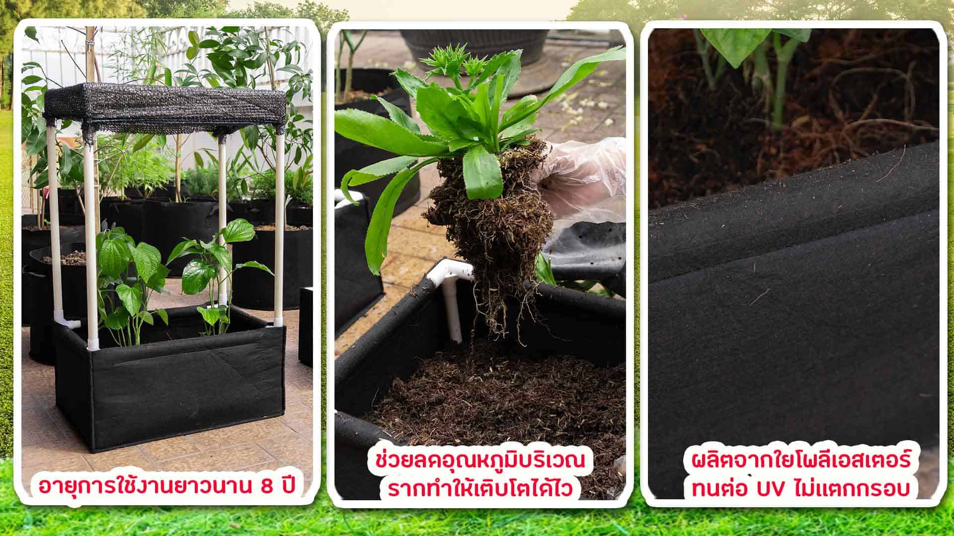กระบะปลูกผัก feature