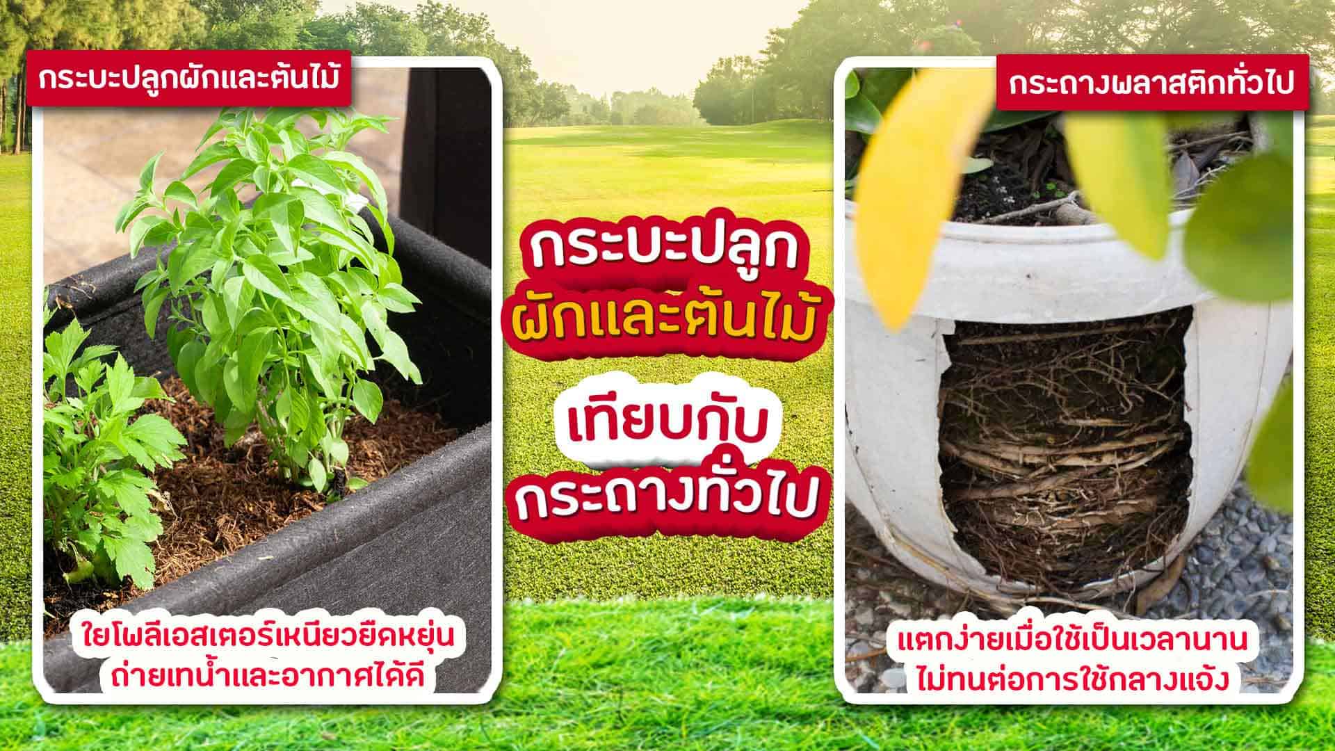 กระบะปลูกผัก feature 2