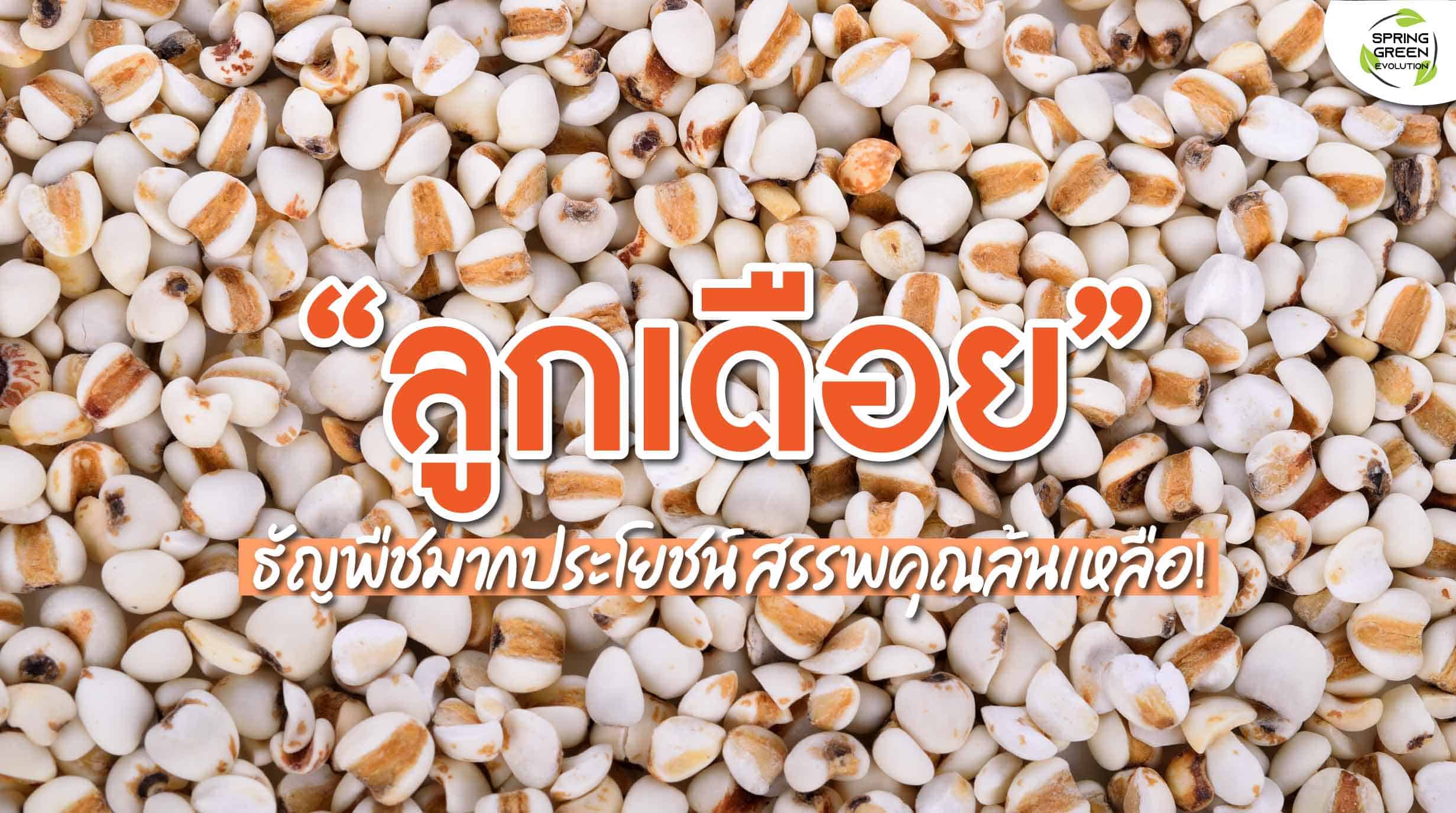 ลูกเดือย ลูกเดือย