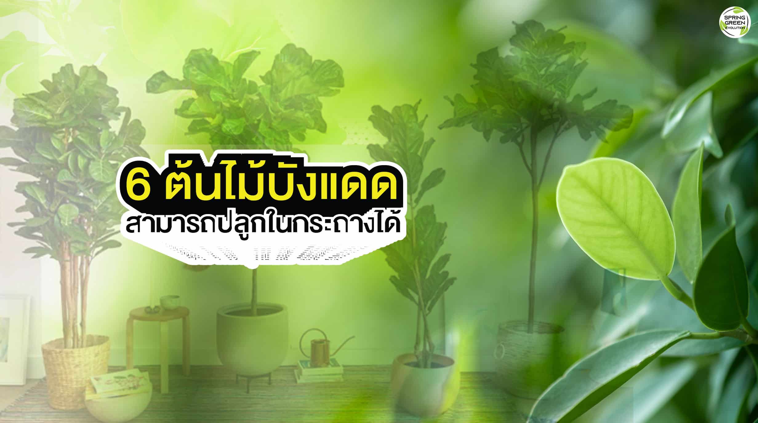 ต้นไม้บังแดด