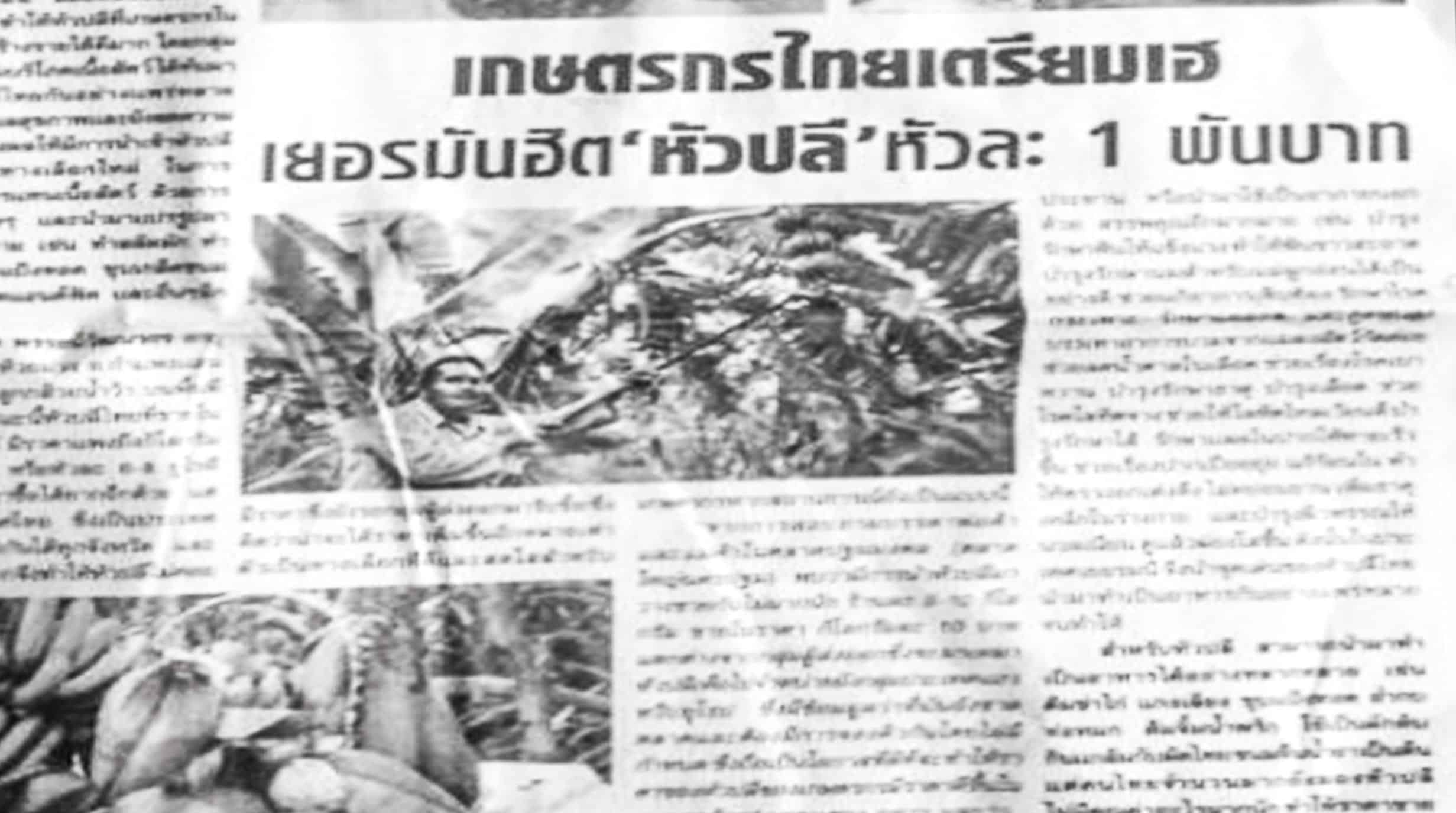 หัวปลี