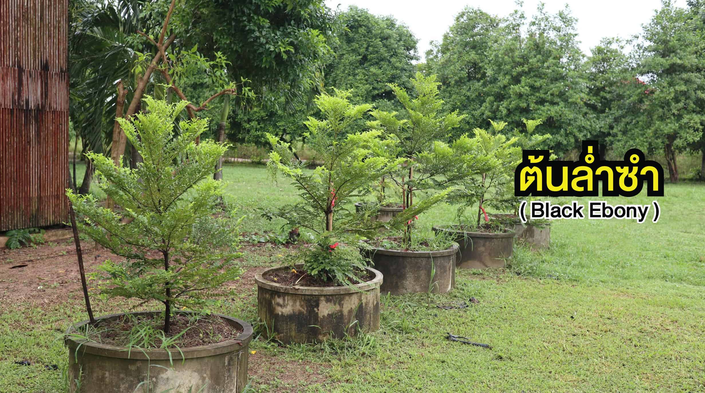 ล่ำซำ