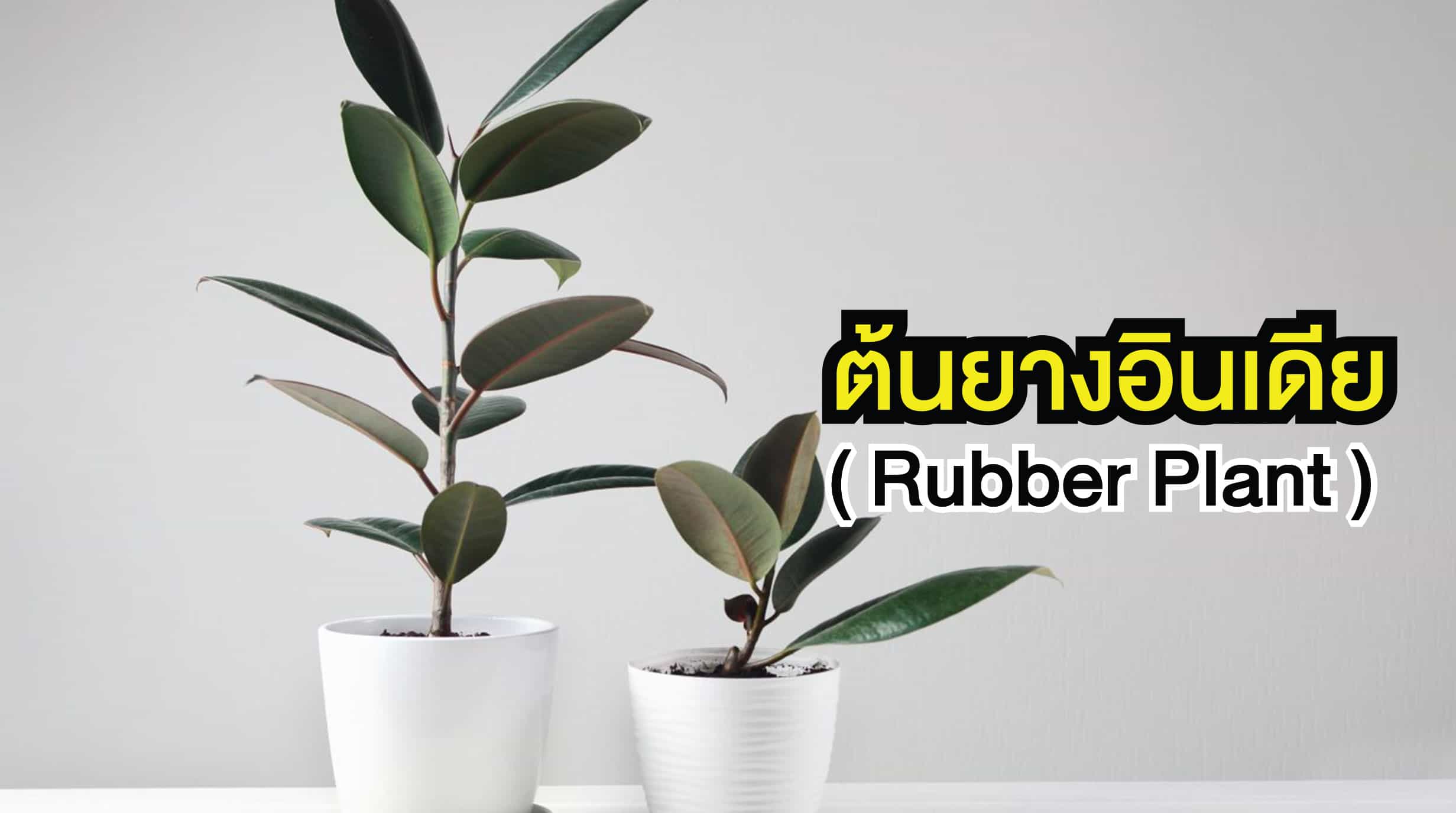 ต้นไม้บังแดด