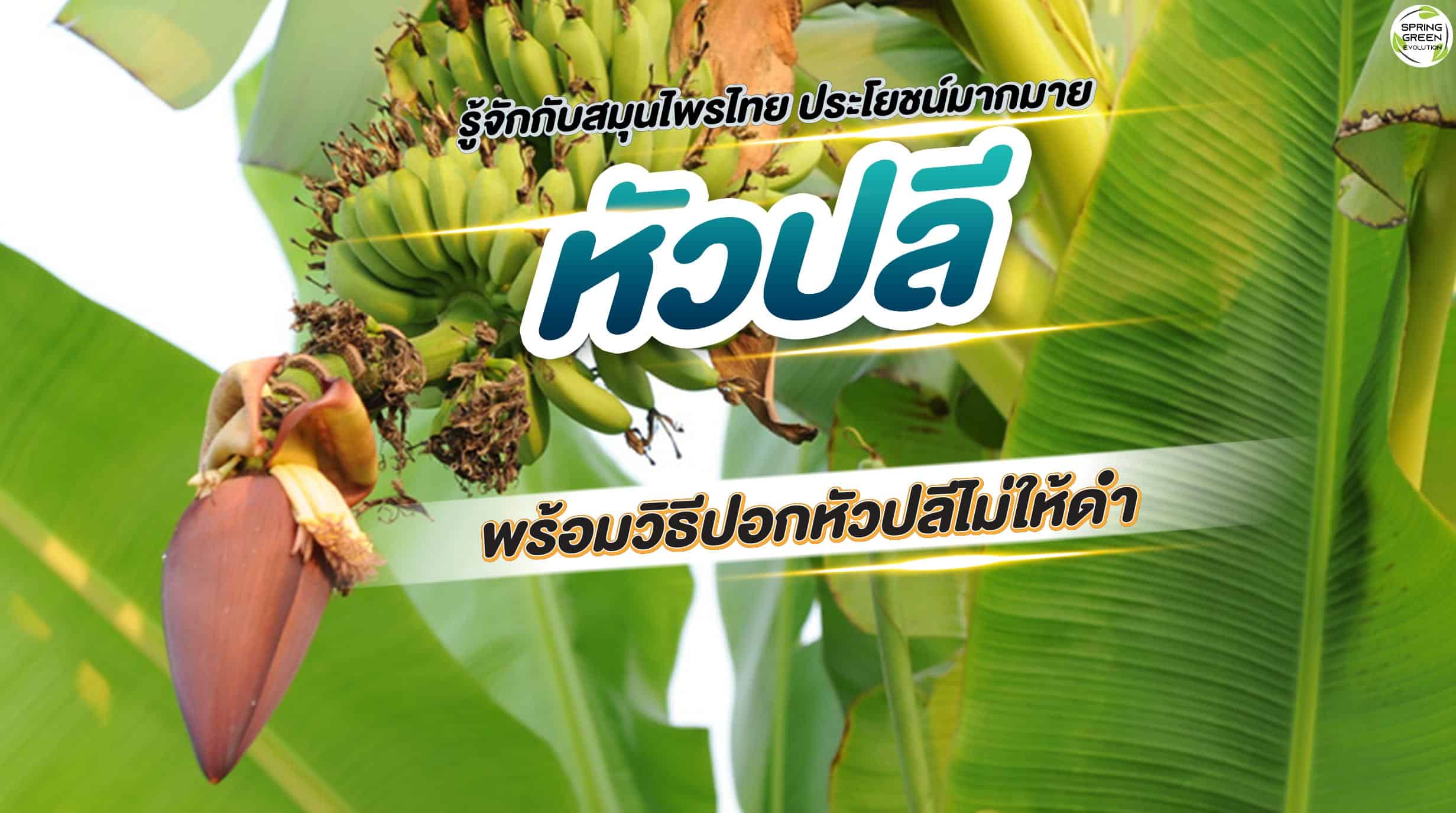 หัวปลี