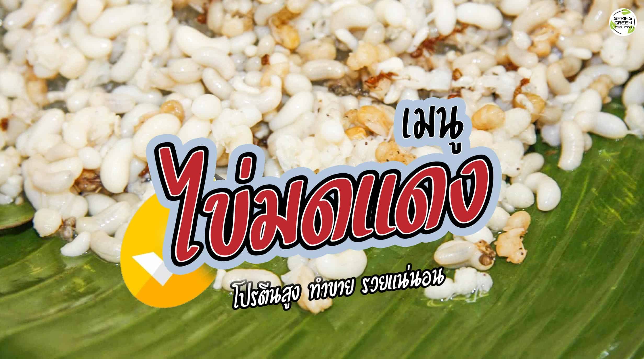 ไข่มดแดง