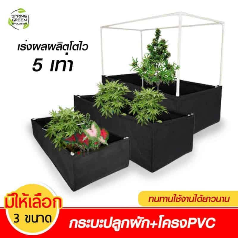 220304-Content-รู้จักต้นกระท่อม-สรรพคุณมากมาย-พร้อมวิธีปลูกง่ายๆ07