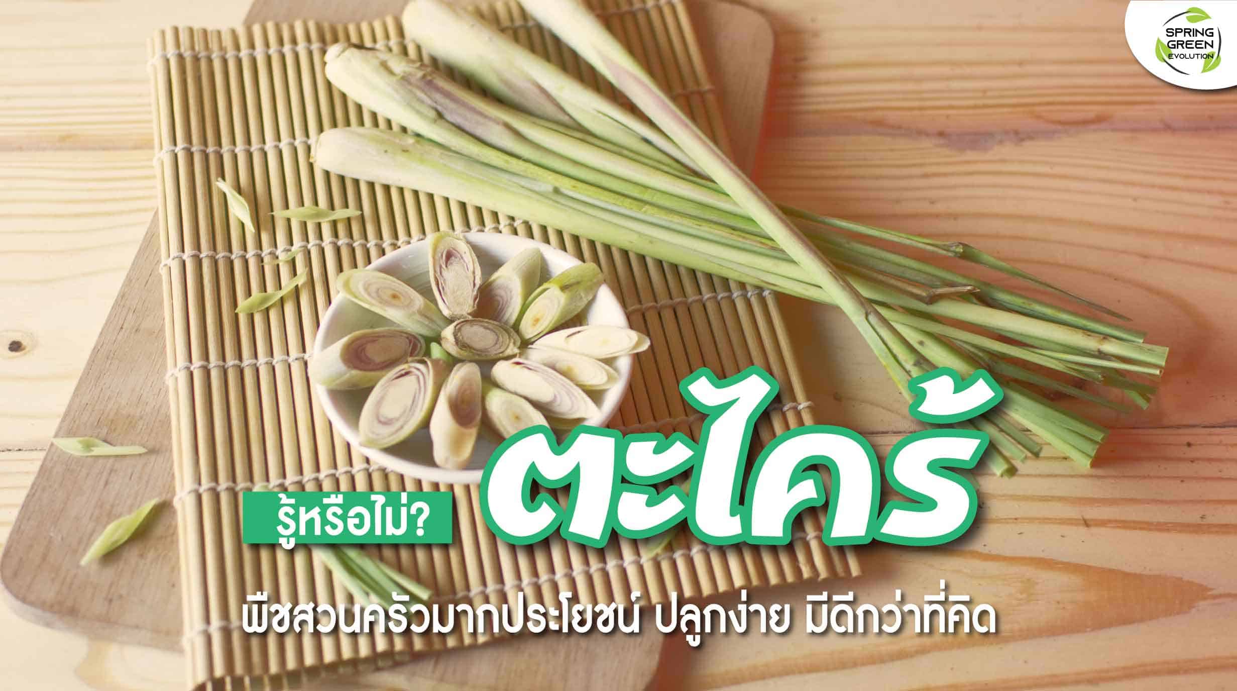 สาระน่ารู้ ตะไคร้ สรรพคุณมากมาย ปลูกเองแบบง่ายๆ - Sgethai