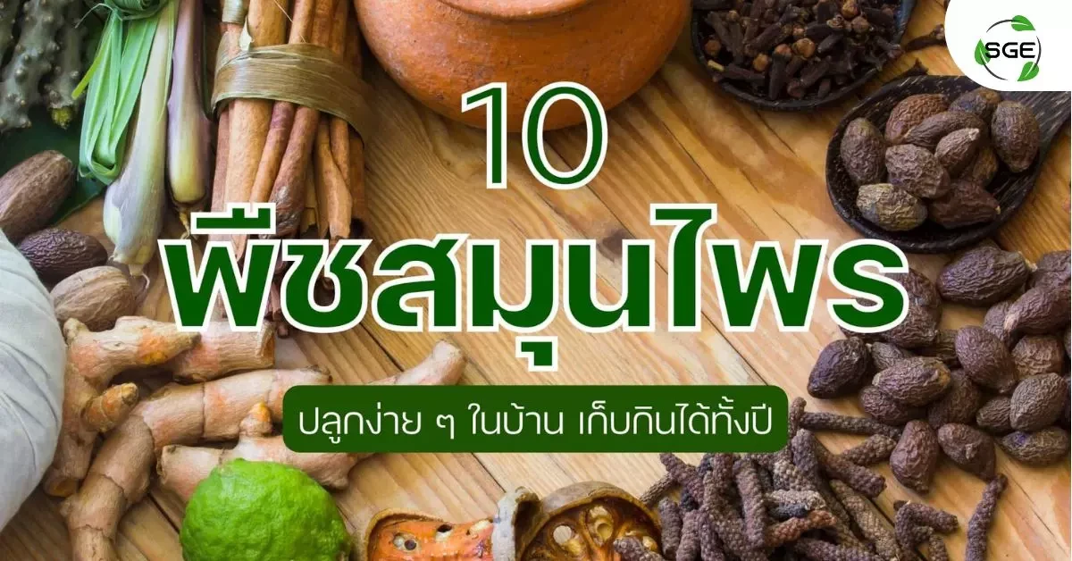 10 พืชสมุนไพร ปลูกง่าย ๆ ในบ้าน สรรพคุณมากมาย เก็บกินได้ทั้งปี 10 พืชสมุนไพร ปลูกง่าย ๆ ในบ้าน สรรพคุณมากมาย เก็บกินได้ทั้งปี
