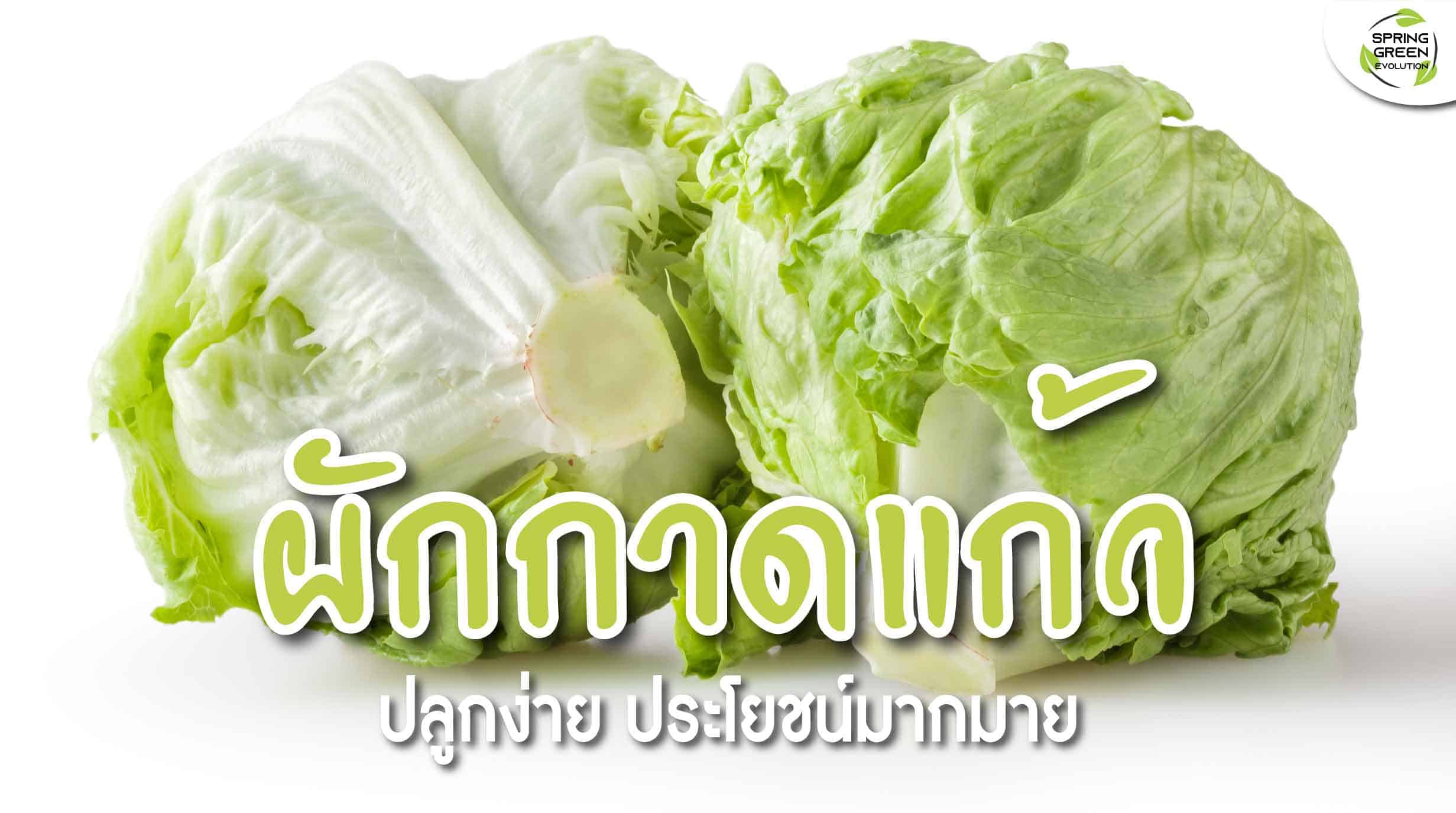 ผักกาดแก้ว ปลูกง่าย ประโยชน์มากมายที่คาดไม่ถึง - SGETHAI ผักกาดแก้ว ปลูกง่าย ประโยชน์มากมายที่คาดไม่ถึง - Sgethai