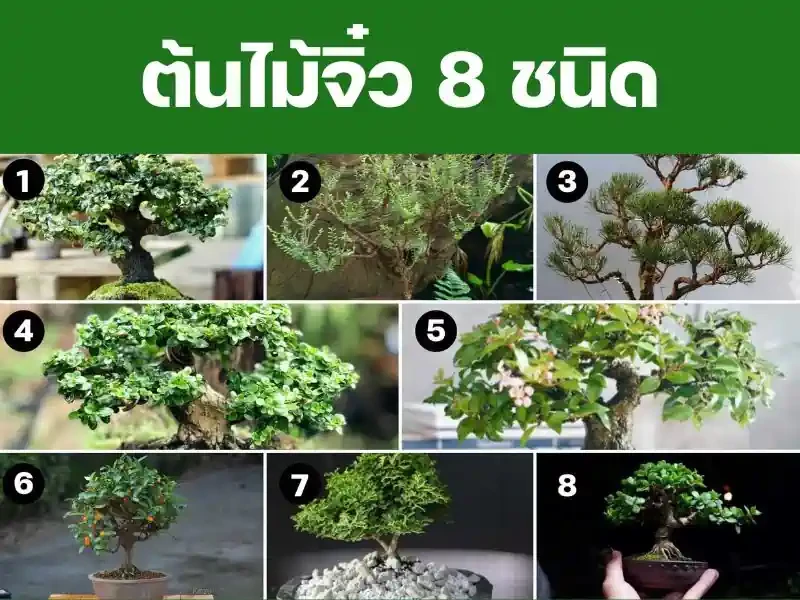 ต้นไม้จิ๋ว