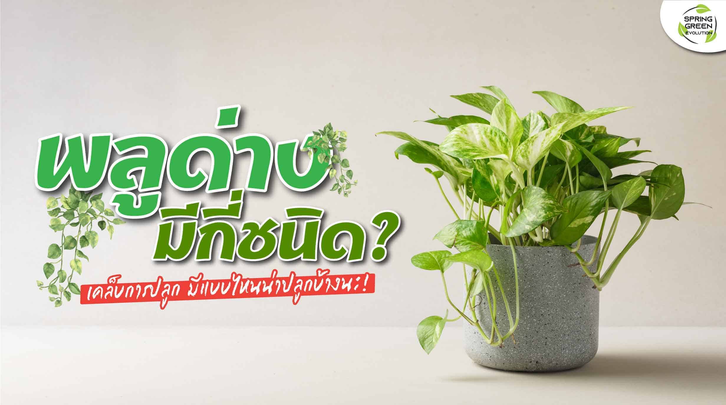 พลูด่างมีกี่ชนิด? พร้อมเคล็ดลับปลูกพลูด่างให้โตไว - SGETHAI พลูด่างมีกี่ชนิด? พร้อมเคล็ดลับปลูกพลูด่างให้โตไว - Sgethai