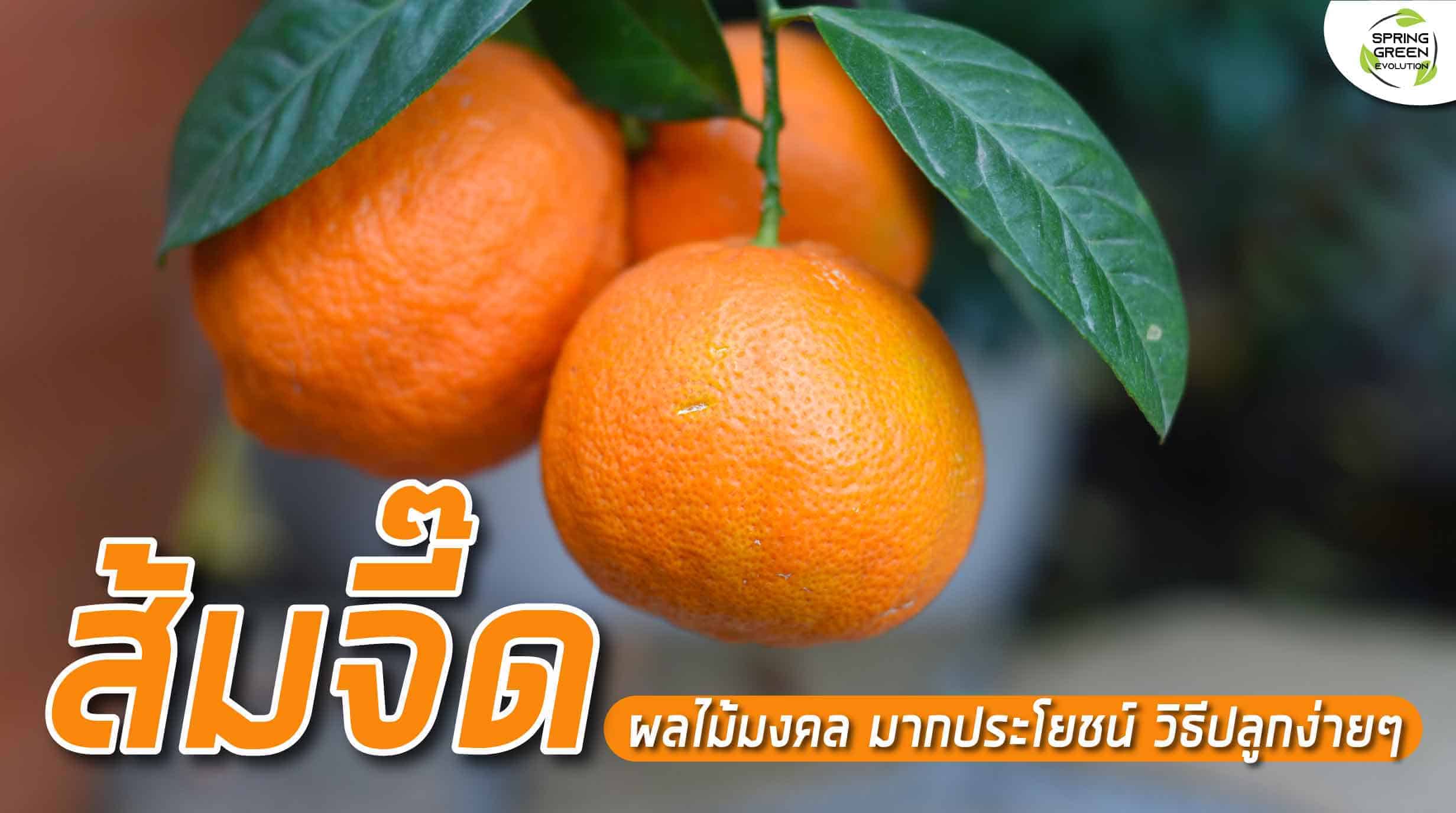 ส้ม จีน ไร้ เมล็ด